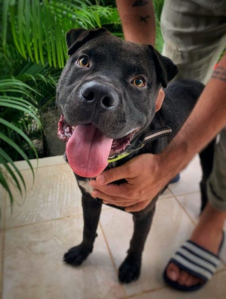 Nounours, mâle croisé Cane Corso, né le 15/05/2025 🐶