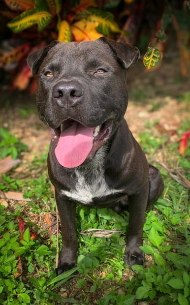 Nounours, mâle croisé Cane Corso, né le 15/05/2025 🐶