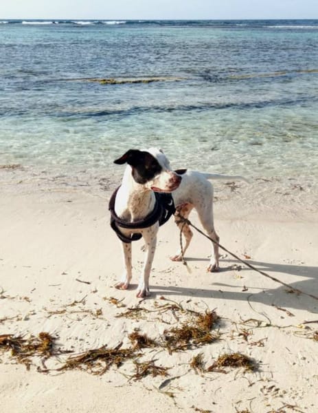 Neo, mâle croisé berger, né le 01/01/2025 🐶