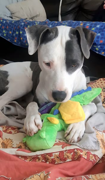 Marley, mâle croisé berger, né le 22/05/2021 🐶