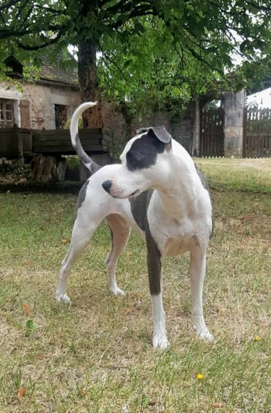 Marley, mâle croisé berger, né le 22/05/2021 🐶