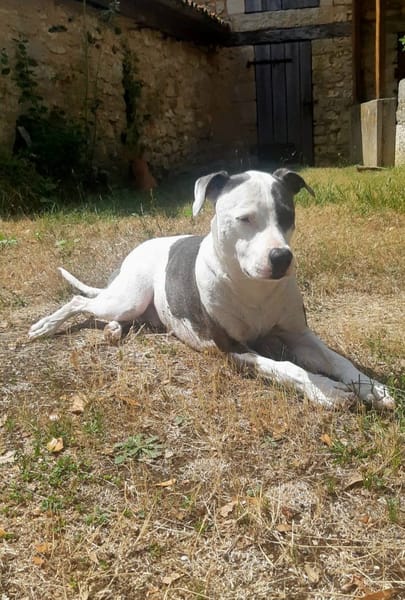 Marley, mâle croisé berger, né le 22/05/2021 🐶