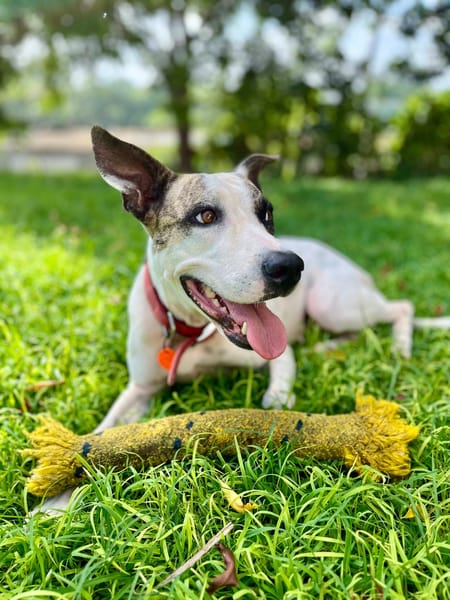 Hanae, femelle croisée berger, née le 03/11/2023 🐶