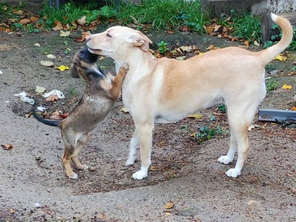 Gribouille, femelle croisée berger, née le 25/10/2024