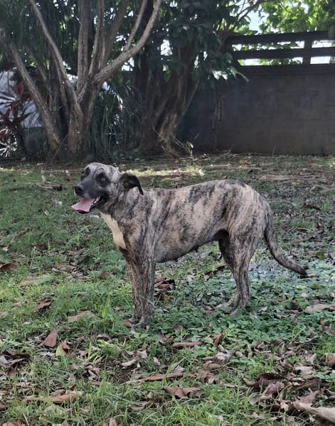 Donna, femelle, croisée berger, née le 10/09/2023