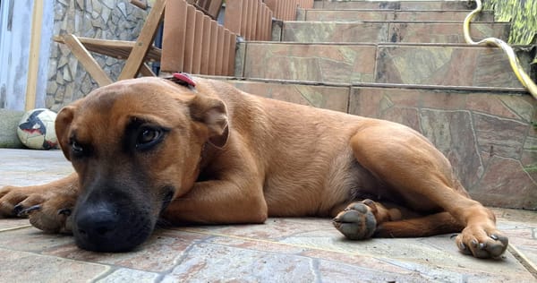 Ava, femelle, croisée berger, née le 25/04/2025