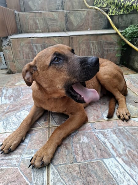 Ava, femelle, croisée berger, née le 25/04/2025