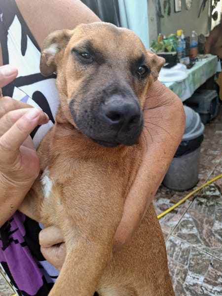 Ava, femelle, croisée berger, née le 25/04/2025