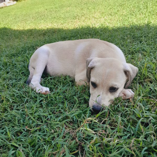 Yuno, femelle X border née le 14/09/2025