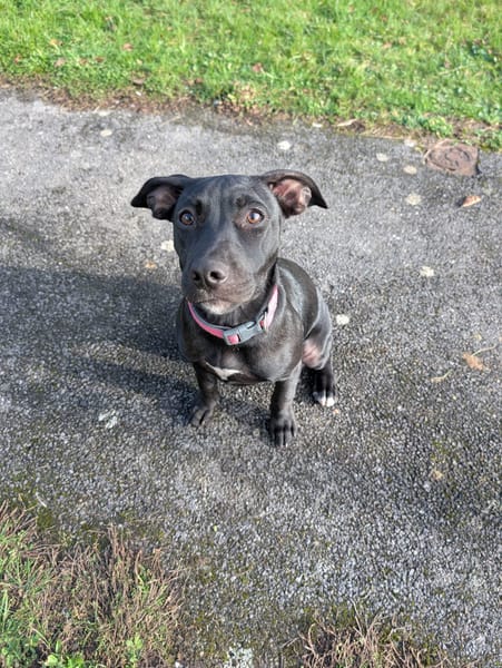 Rose, femelle croisée créole, née le 25/06/2025 🐶