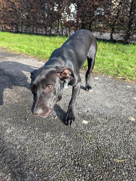 Rose, femelle croisée créole, née le 25/06/2025 🐶