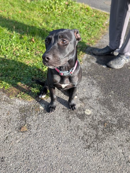 Rose, femelle croisée créole, née le 25/06/2025 🐶