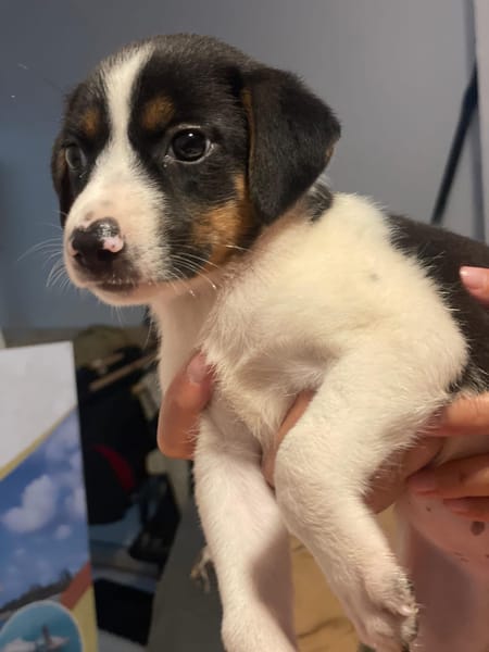 Only, femelle Xborder collie née le 09/10/2025