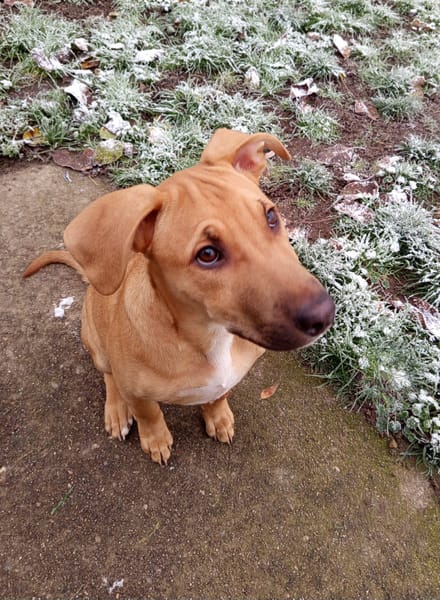 Néwis, mâle croisé berger, né le 15/06/2025 🐶