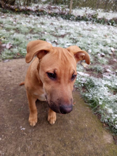 Néwis, mâle croisé berger, né le 15/06/2025 🐶