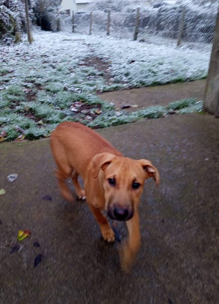 Néwis, mâle croisé berger, né le 15/06/2025 🐶