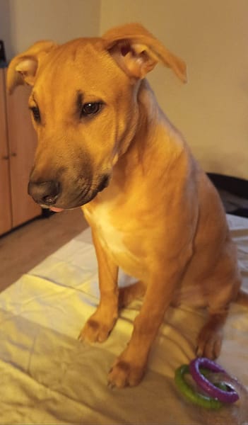 Néwis, mâle croisé berger, né le 15/06/2025 🐶