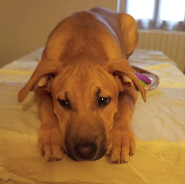 Néwis, mâle croisé berger, né le 15/06/2025 🐶