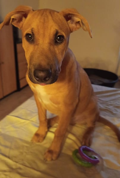 Néwis, mâle croisé berger, né le 15/06/2025 🐶