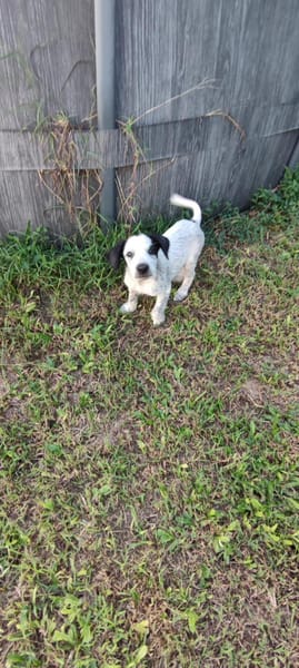 Mour, mâle X berger, né le 26/09/2025 🐶