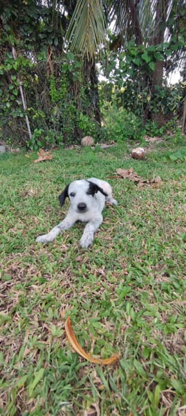 Mour, mâle X berger, né le 26/09/2025 🐶