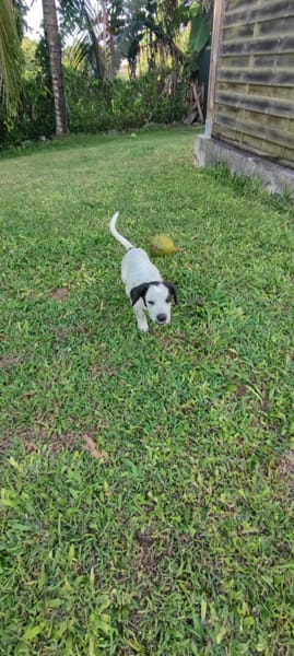 Mour, mâle X berger, né le 26/09/2025 🐶