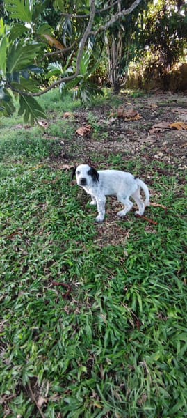 Mour, mâle X berger, né le 26/09/2025 🐶