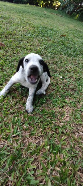 Mour, mâle X berger, né le 26/09/2025 🐶