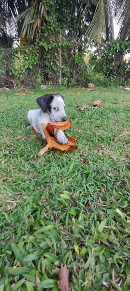 Mour, mâle X berger, né le 26/09/2025 🐶