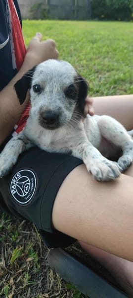 Mour, mâle X berger, né le 26/09/2025 🐶