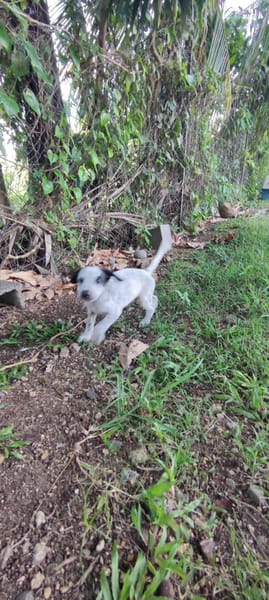 Mour, mâle X berger, né le 26/09/2025 🐶