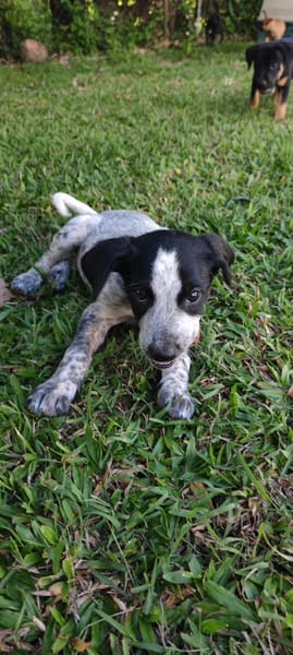 Kaly, femelle X berger, née le 26/09/2025 🐶