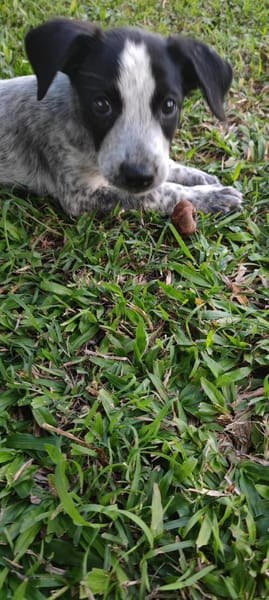 Kaly, femelle X berger, née le 26/09/2025 🐶