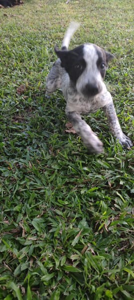 Kaly, femelle X berger, née le 26/09/2025 🐶