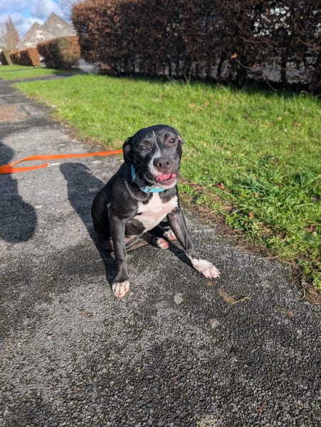Iris, femelle croisée créole, née le 25/06/2025 🐶