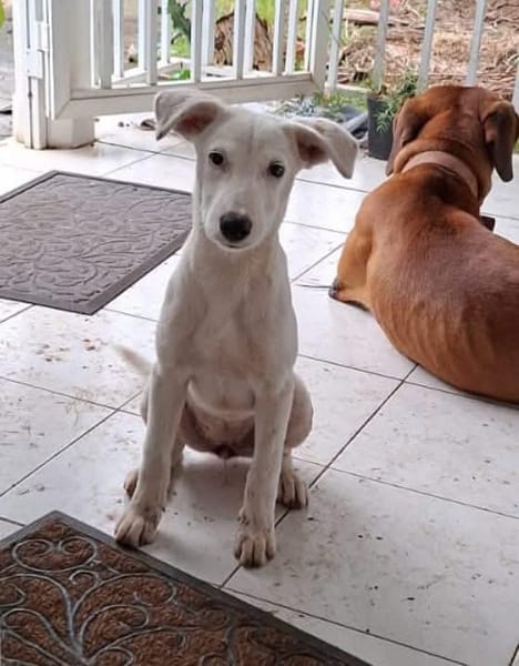 Hikari, femelle X croisé berger , née le 25/07/2025 🐶