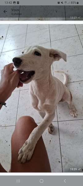 Hikari, femelle X croisé berger , née le 25/07/2025 🐶