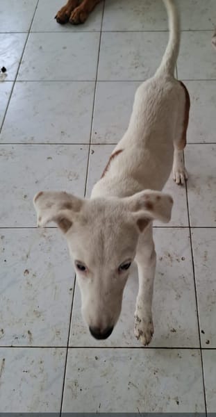 Hikari, femelle X croisé berger , née le 25/07/2025 🐶