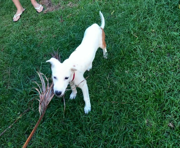 Hikari, femelle X croisé berger , née le 25/07/2025 🐶