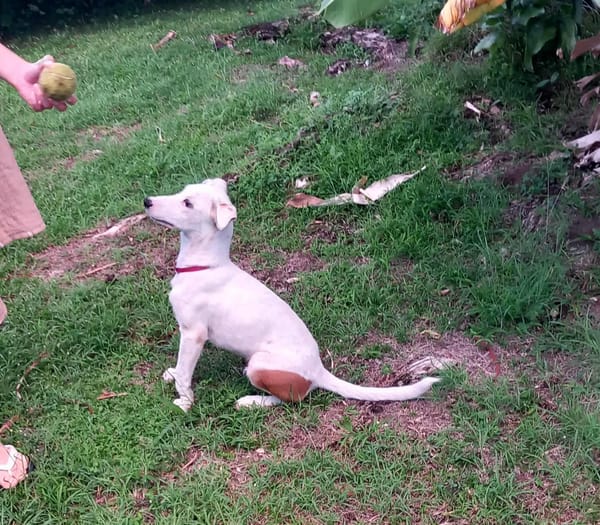 Hikari, femelle X croisé berger , née le 25/07/2025 🐶