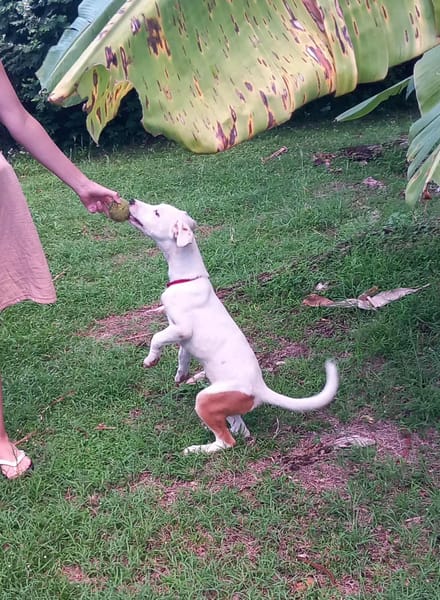 Hikari, femelle X croisé berger , née le 25/07/2025 🐶