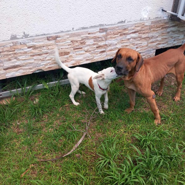 Hikari, femelle X croisé berger , née le 25/07/2025 🐶