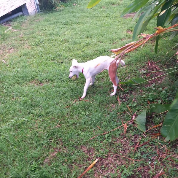 Hikari, femelle X croisé berger , née le 25/07/2025 🐶