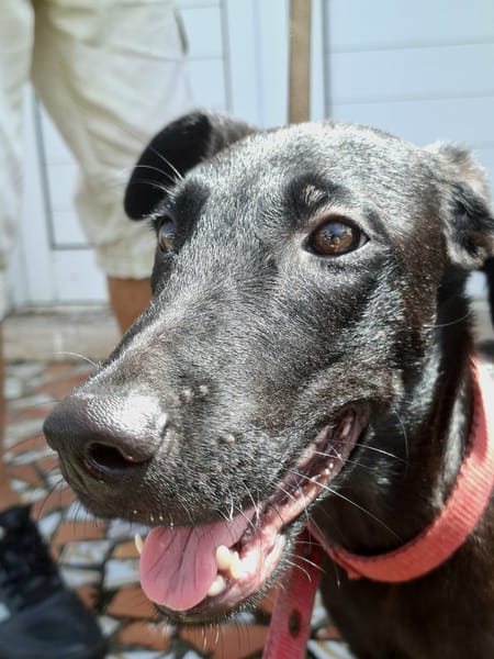 Dusty, mâle croisé berger, né le 15/06/2025 🐶