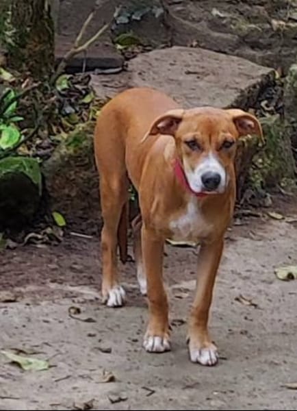 Aéla, femelle croisée berger, née le 15/06/2025 🐶