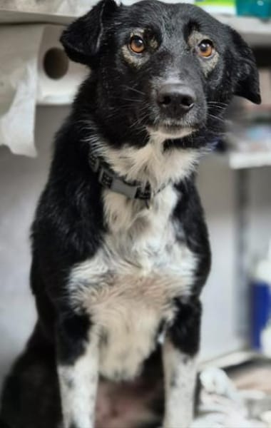 VIKI *freundliche Familienhündin