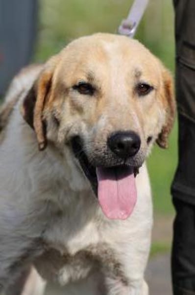 Courbet - sehr zutraulich u. liebenswert