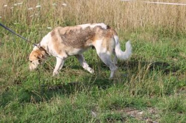 Courbet - sehr zutraulich u. liebenswert