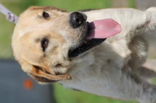 Courbet - sehr zutraulich u. liebenswert