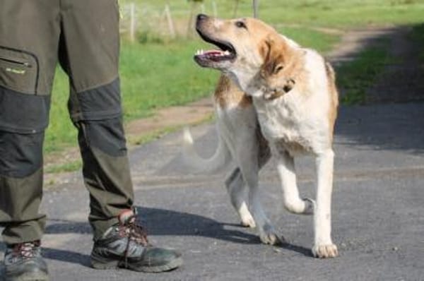 Courbet - sehr zutraulich u. liebenswert